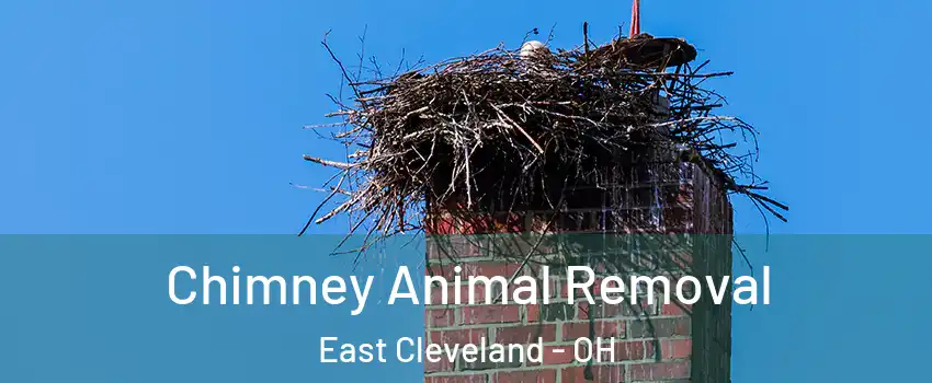  Chimney Animal Removal East Cleveland - OH
