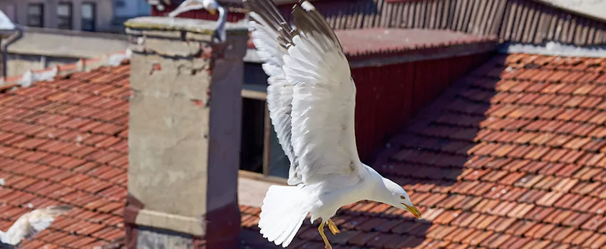 Residential Chimney Animal Removal Solution in East Cleveland, OH